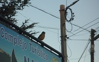 bird amongst cables - robin linhope willson